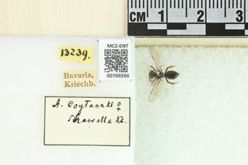 Media type: image;   Entomology 769266 Aspect: Labels